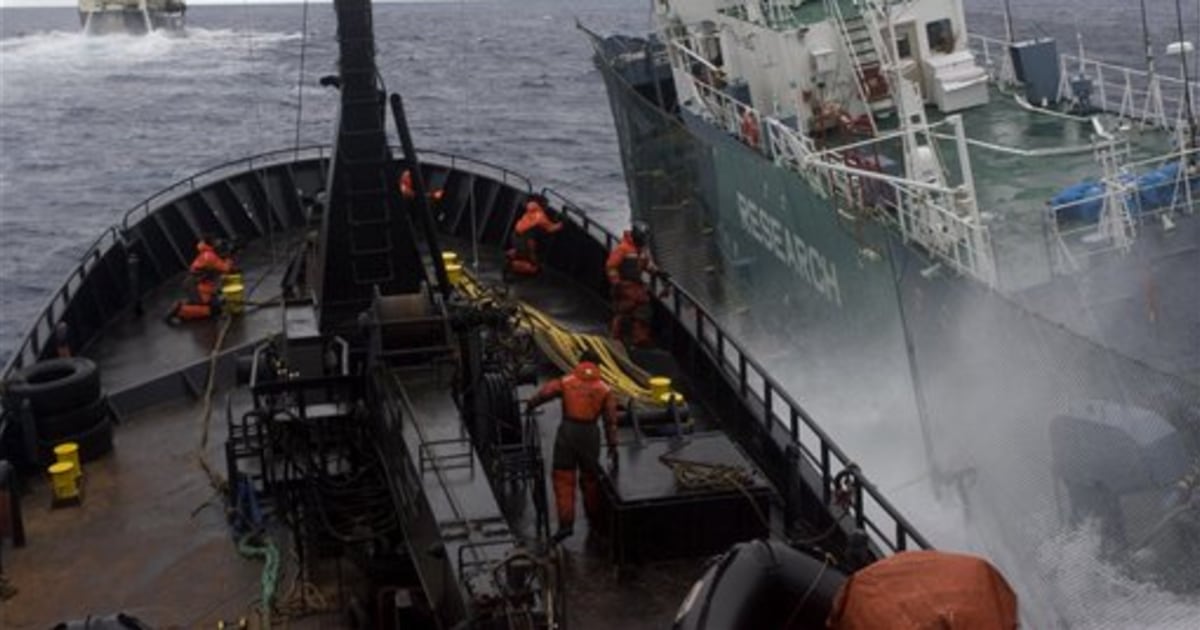 Whaler, activist ship collide at sea