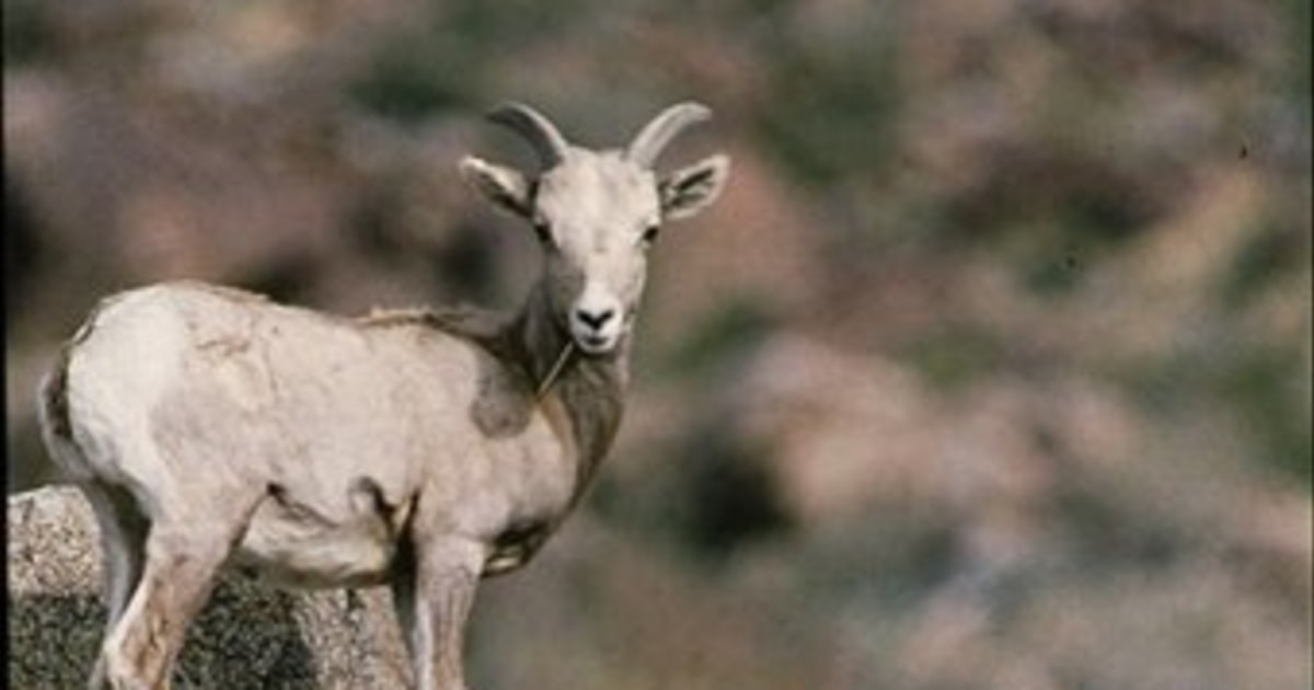 Endangered mountain sheep could get shelter