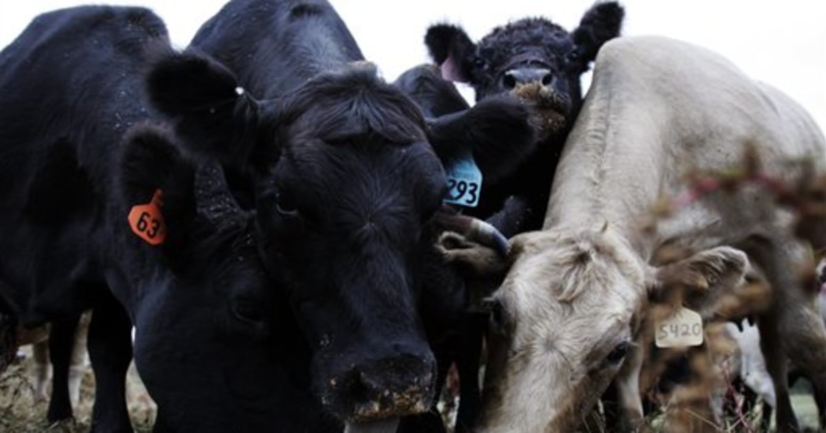 Southeast drought expected to cut beef supply