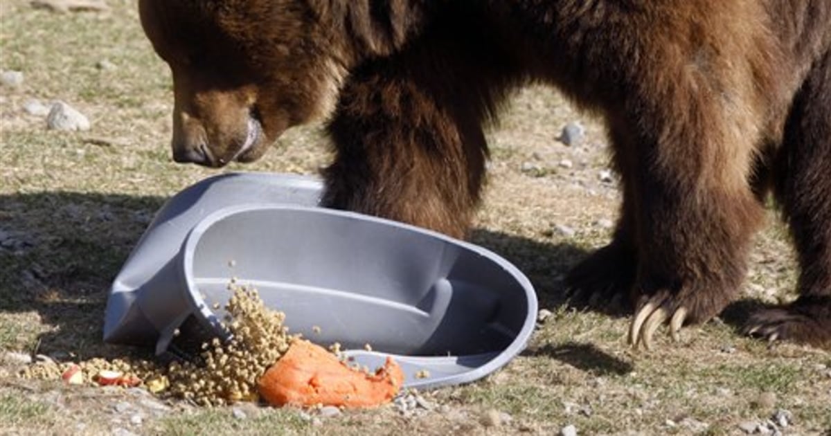 Visiting bears have Anchorage on edge