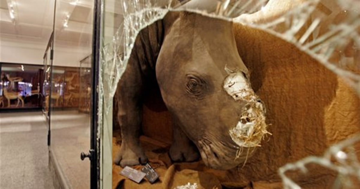 In Museums, Real Rhino Horns Are an Endangered Species - Atlas Obscura