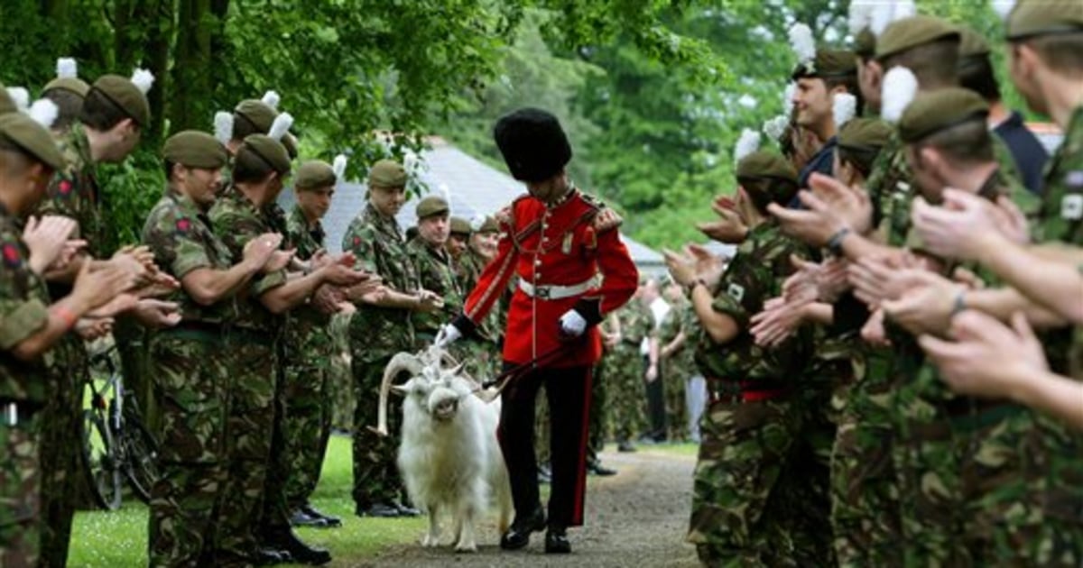 British regiment bids goodbye to goat mascot