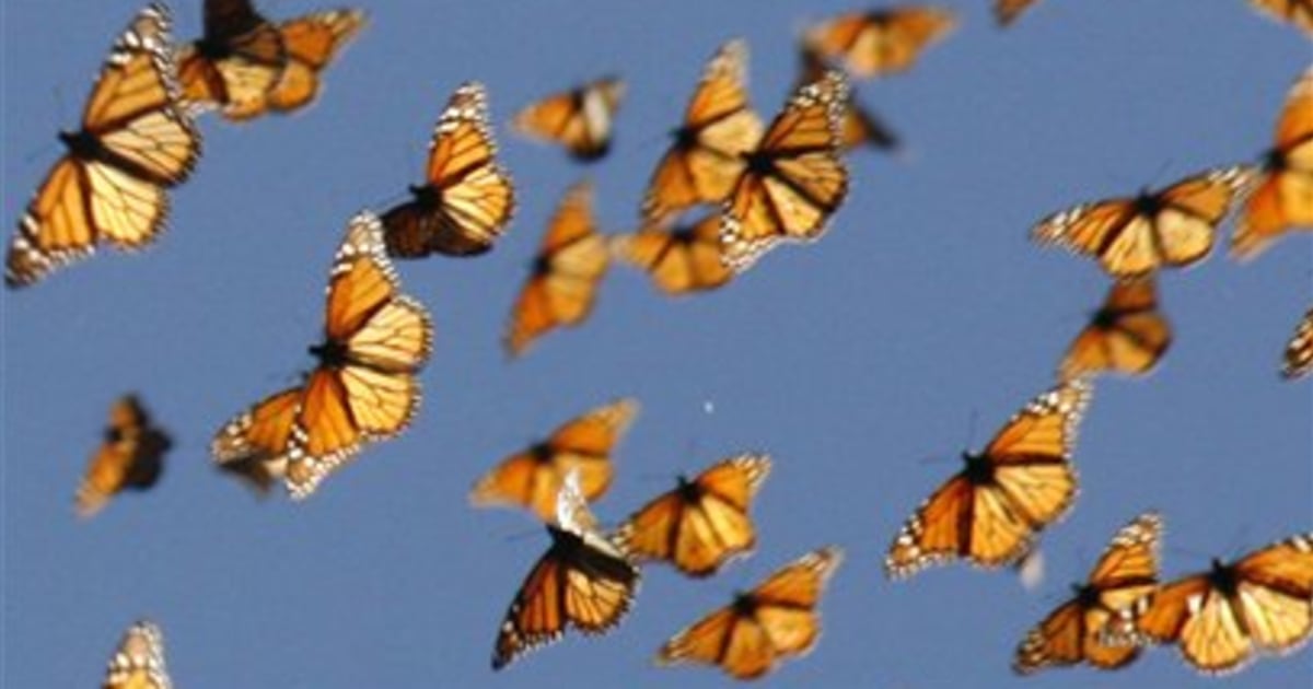 Butterfly antennas are key to migration