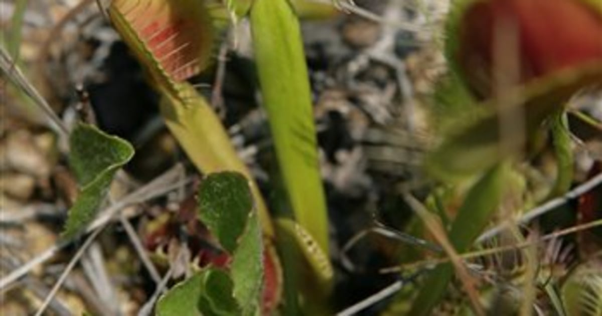 Venus fly trap could be SC's official carnivorous plant