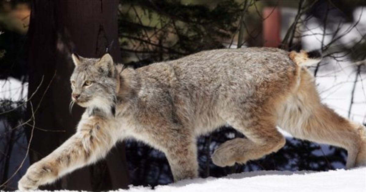 Canada Lynx - Endangered Species Coalition