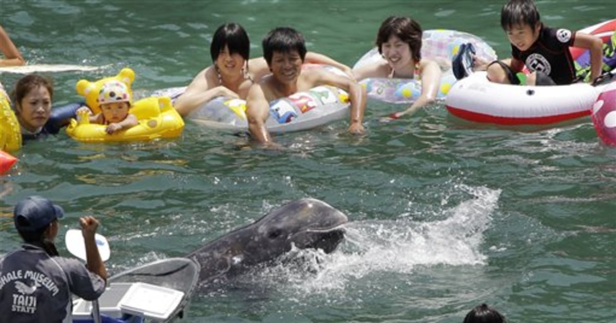 Japan defends dolphin hunt in Oscar-winning 'Cove' - The San Diego  Union-Tribune