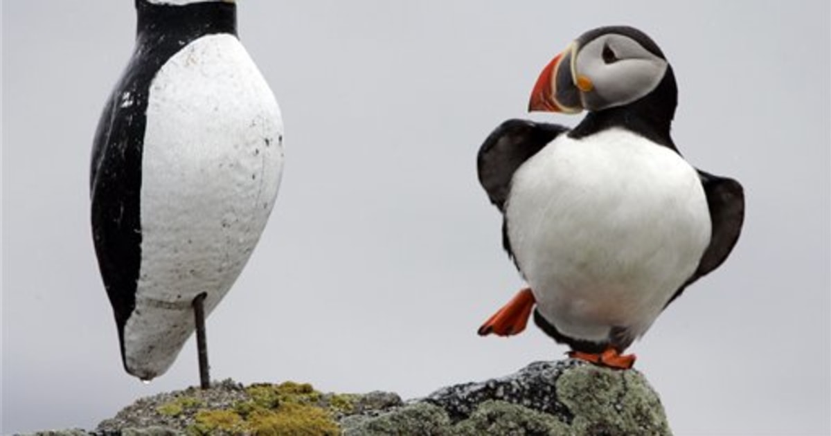 Penguin-like puffins resurface on Maine isles