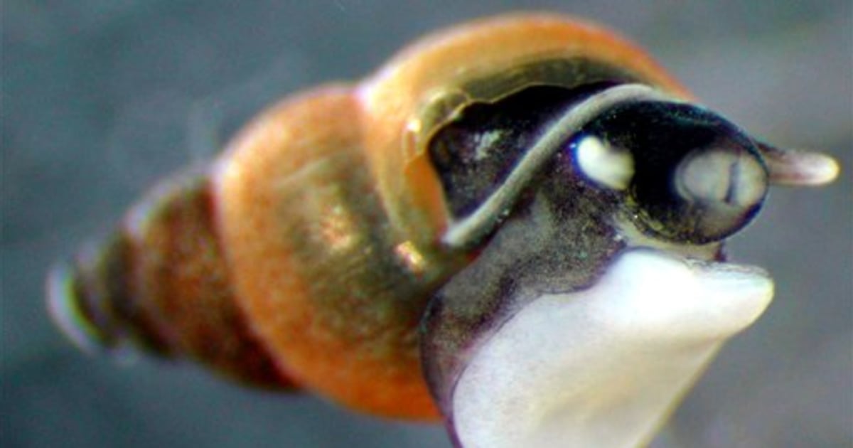 snail business plan