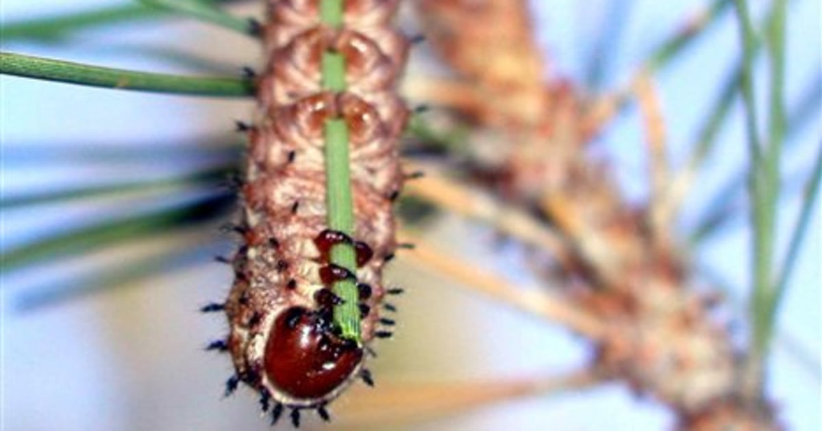 How to turn caterpillars into moths