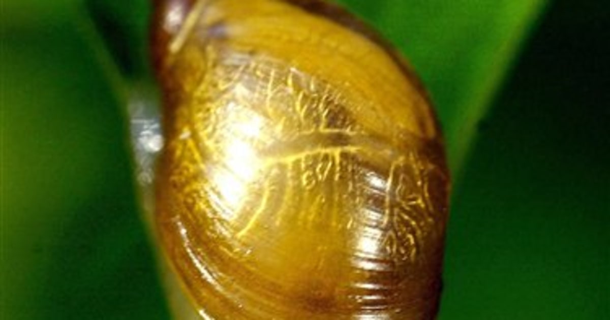 Snails may show why lefties have an edge