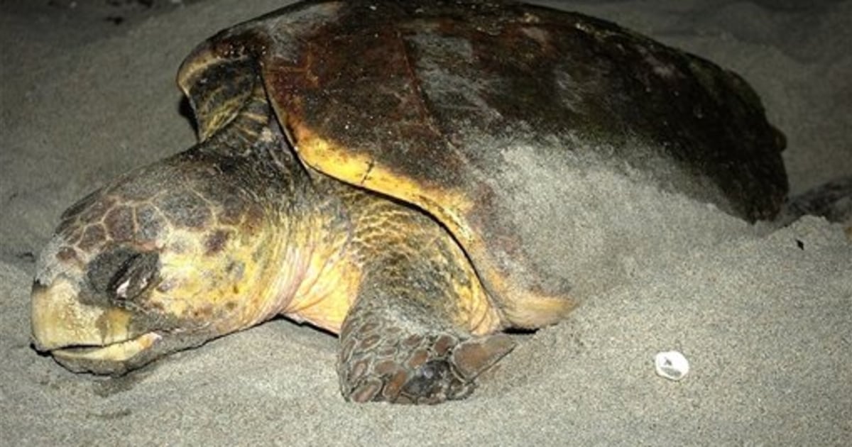 Study: Sea turtles led to deaths by fishing lights