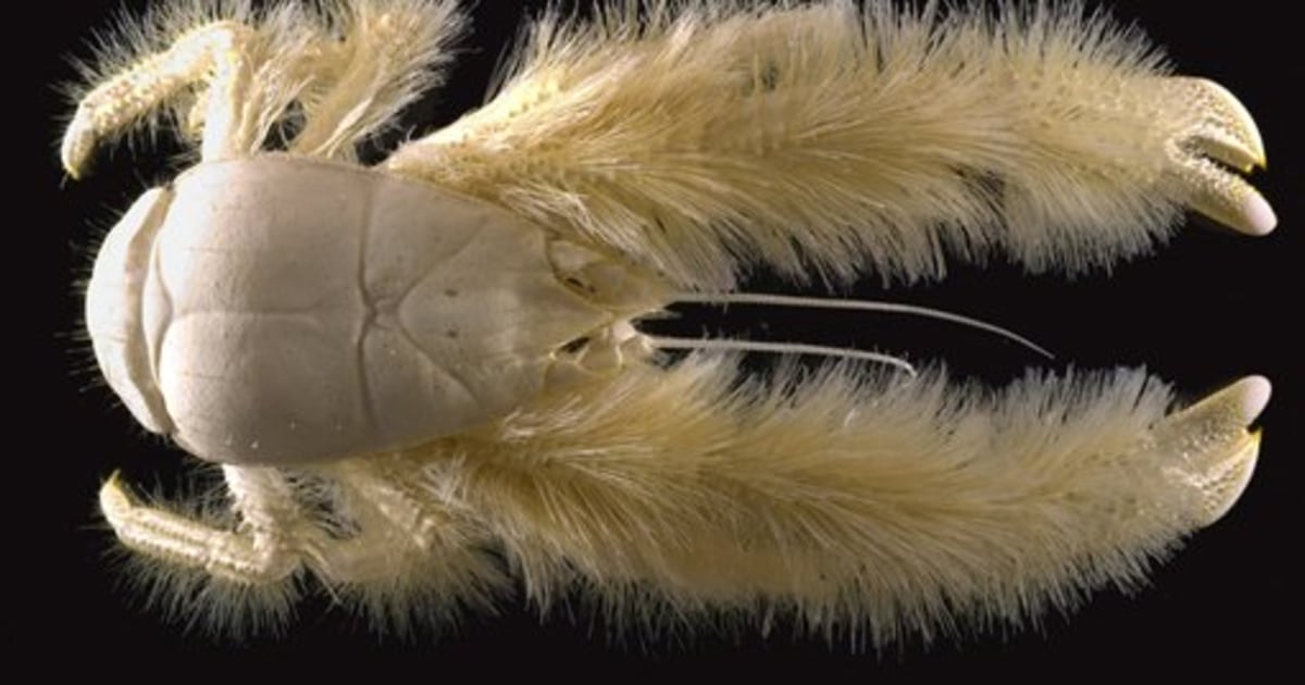 Divers discover new crustacean