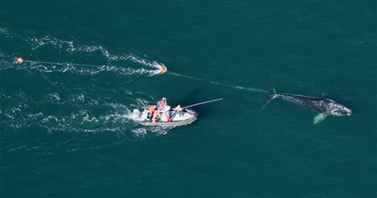 Fishing line causing lethal entanglements for right whales
