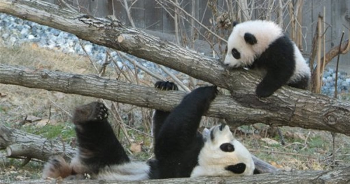 Panda s falling tree s. Панда Тайшань. Смешная Панда. Панда в горах. Рождение панды.