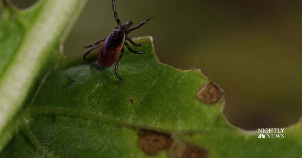 New Warning Of Surge In Tick Activity As Americans Head Outdoors