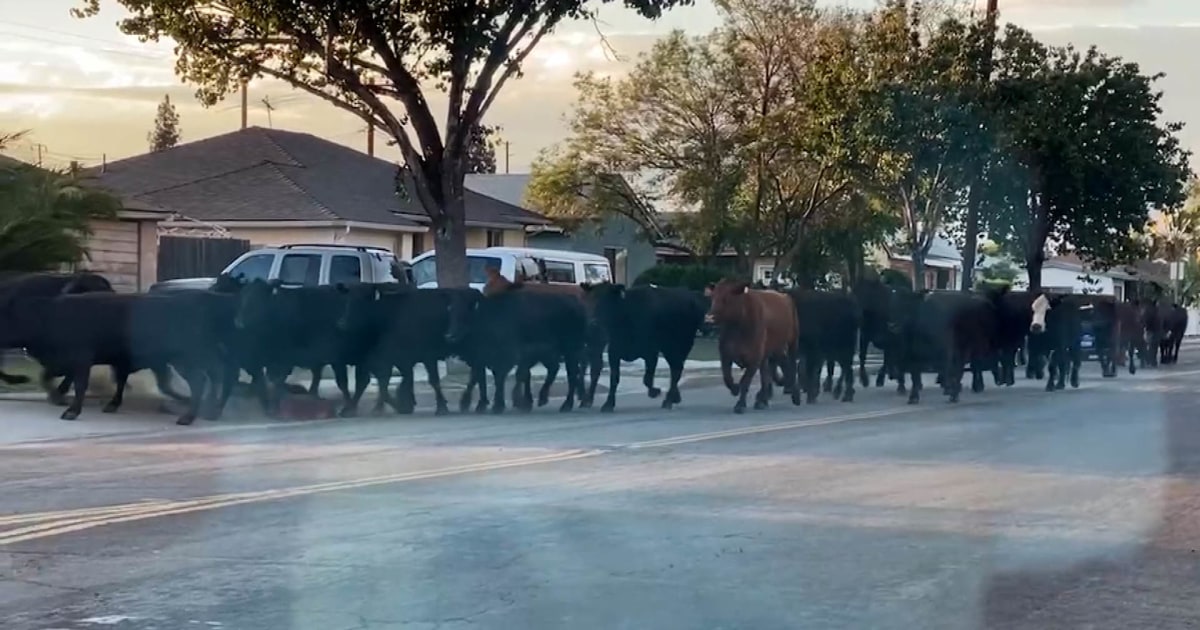Cows escape slaughterhouse, stampede through California neighborhood