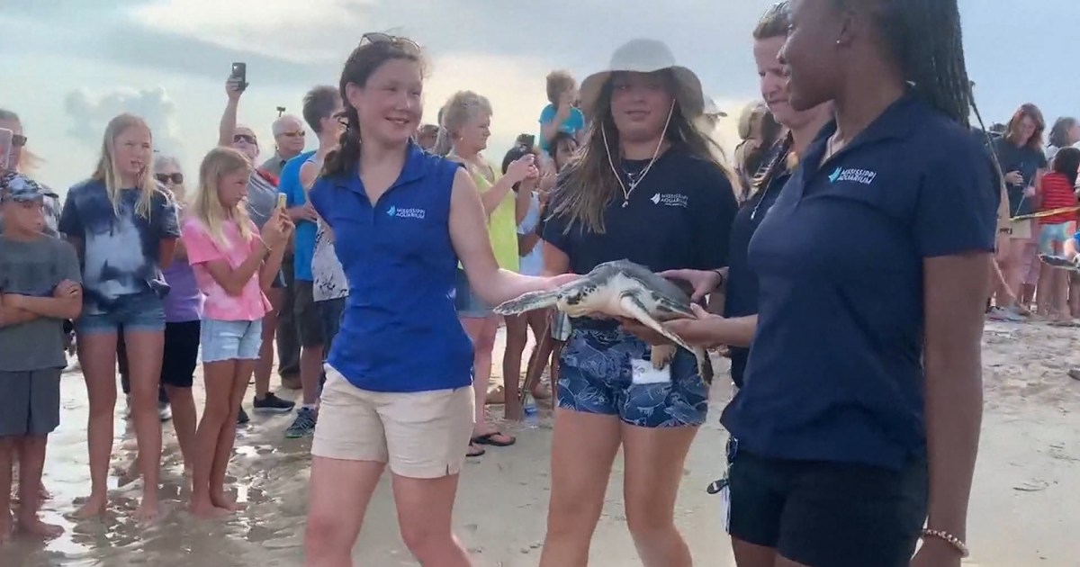 Mississippi Aquarium releases rescued Cape Cod sea turtles