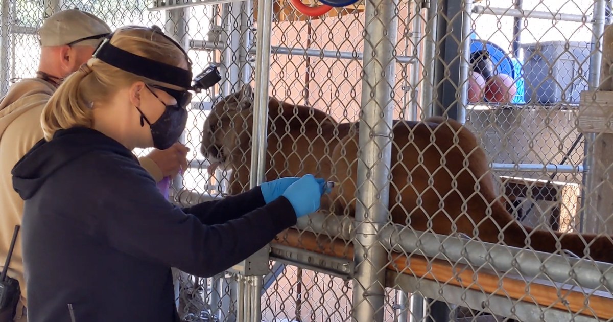 Oakland zoo animals receive experimental Covid vaccine