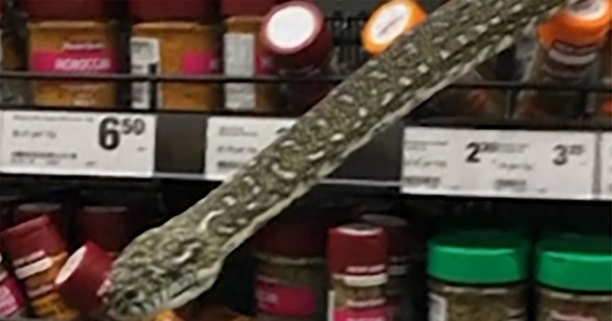 WATCH Woman spots 10foot snake in aisle of Australia supermarket