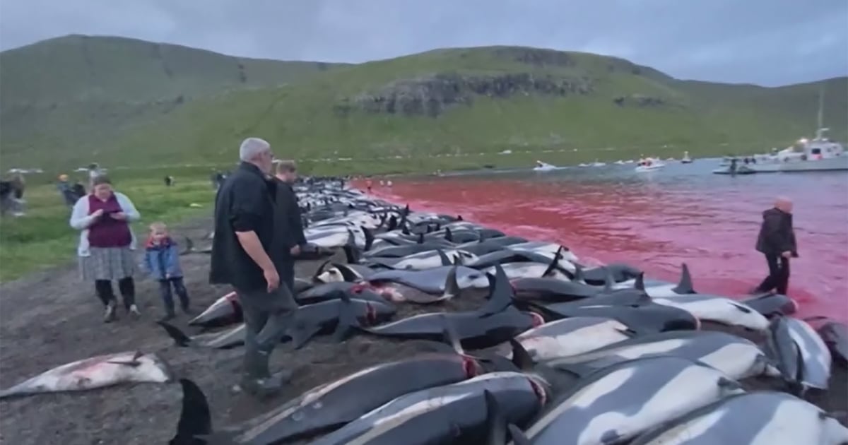 More than 1,400 dolphins killed in traditional Faeroe Islands hunt