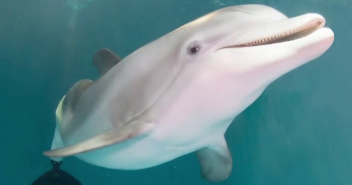 Beloved dolphin Winter, star of ‘Dolphin Tale’ movie, dies after illness