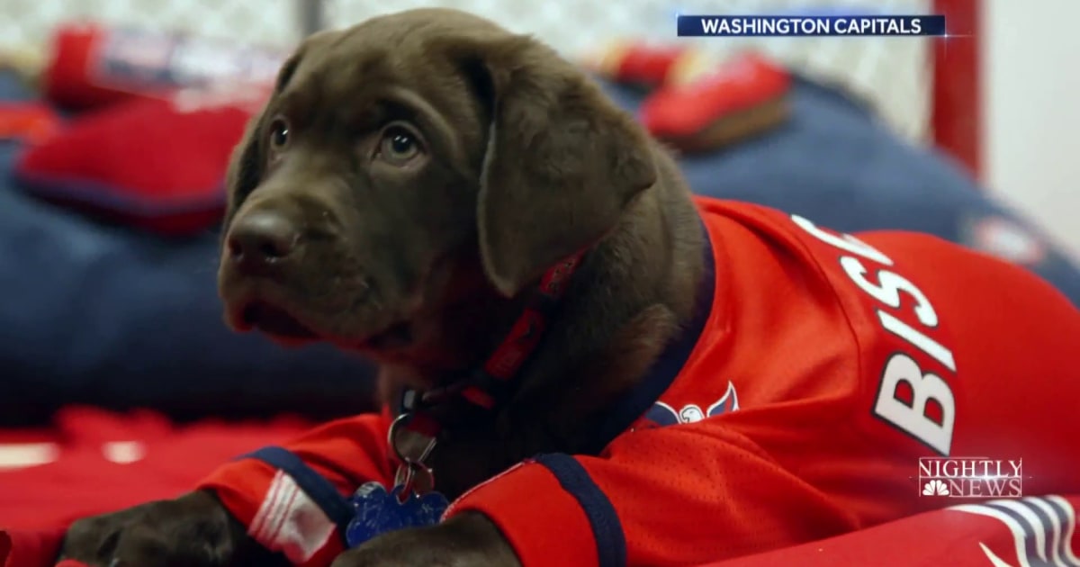 Captain, the Washington Capitals' puppy, will soon get his shot as a  service dog - CBS News