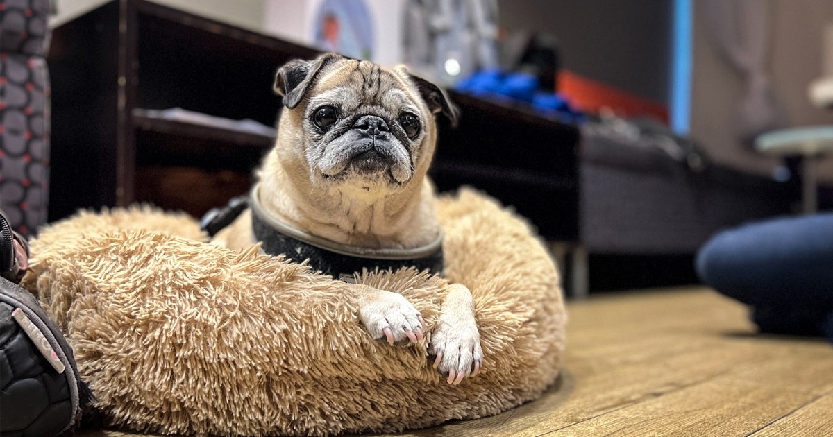 TikTok sensation Noodle the pug makes adorable predictions about your day