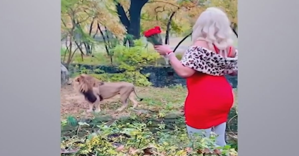 Woman climbs into lion exhibit at Bronx Zoo