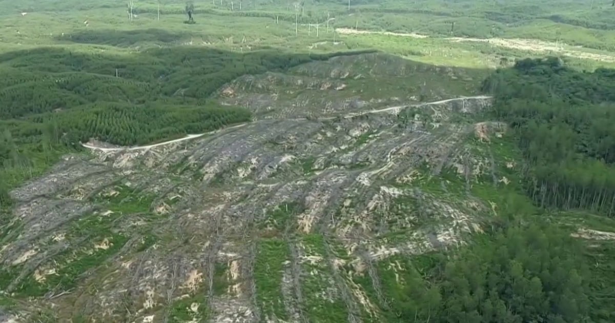 Viscose rayon is billed as an ecofriendly fabric. Critics say