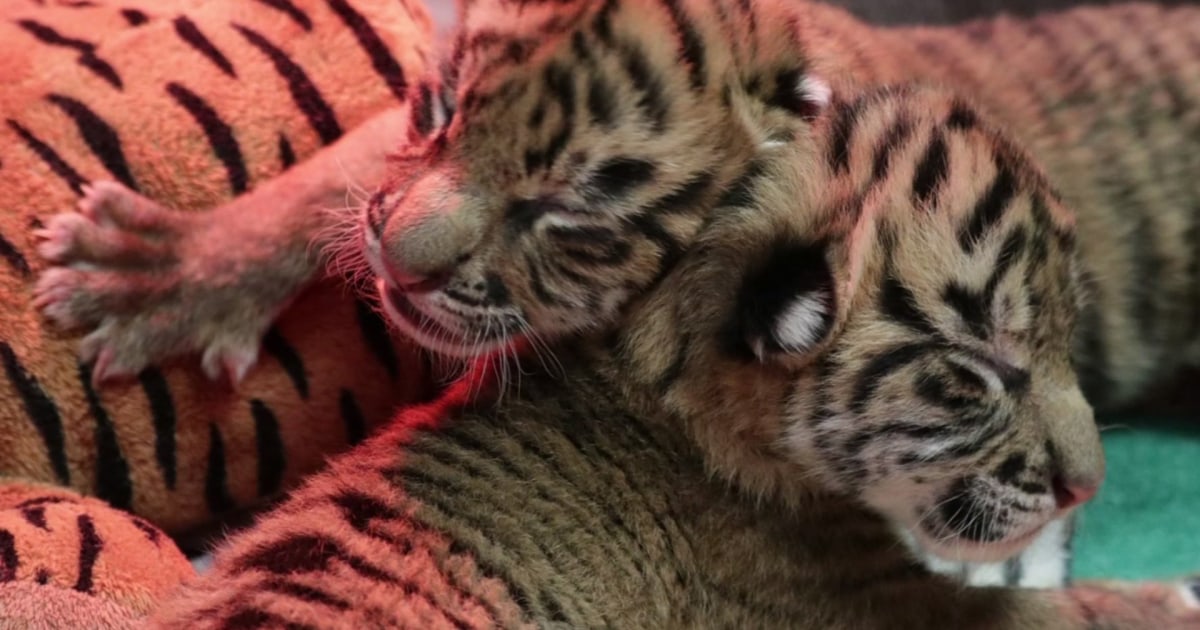 Sumatran tigers born at London Zoo