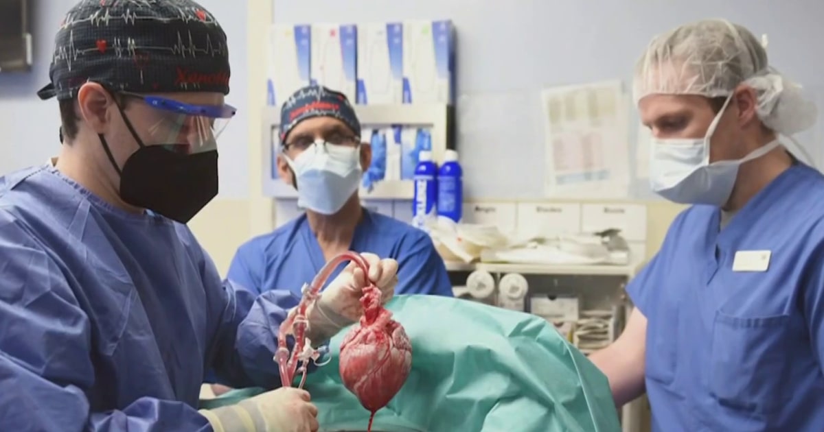 First successful transplant of pig heart to human patient performed successfully in Maryland