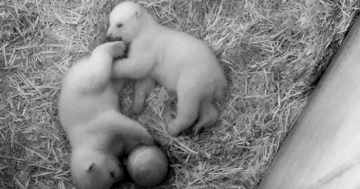 Twin polar bear cubs play together in Rostock Zoo, Germany