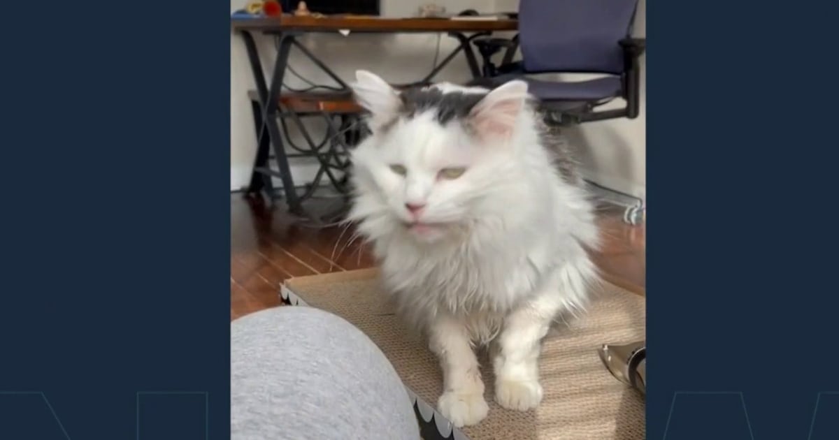 Owner of TikTok famous cat 'Pot Roast' being harassed by fans