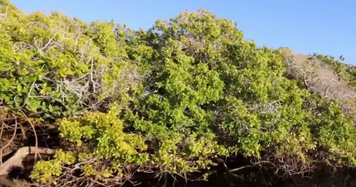 Les mangroves ont des « superpouvoirs » contre le changement climatique.  Les scientifiques font la course pour les sauver.