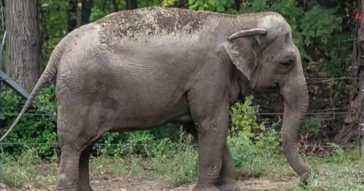 Judge weighs in on whether Bronx Zoo elephant can legally be considered