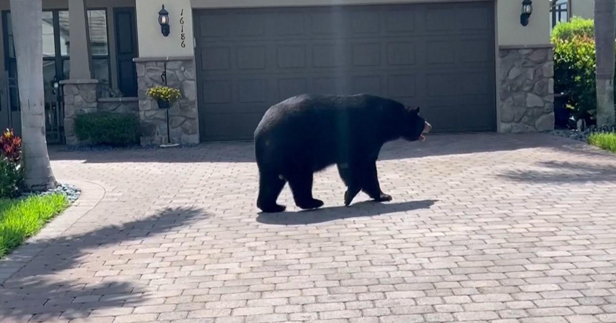Large bear strolls around Naples, Florida, neighborhood