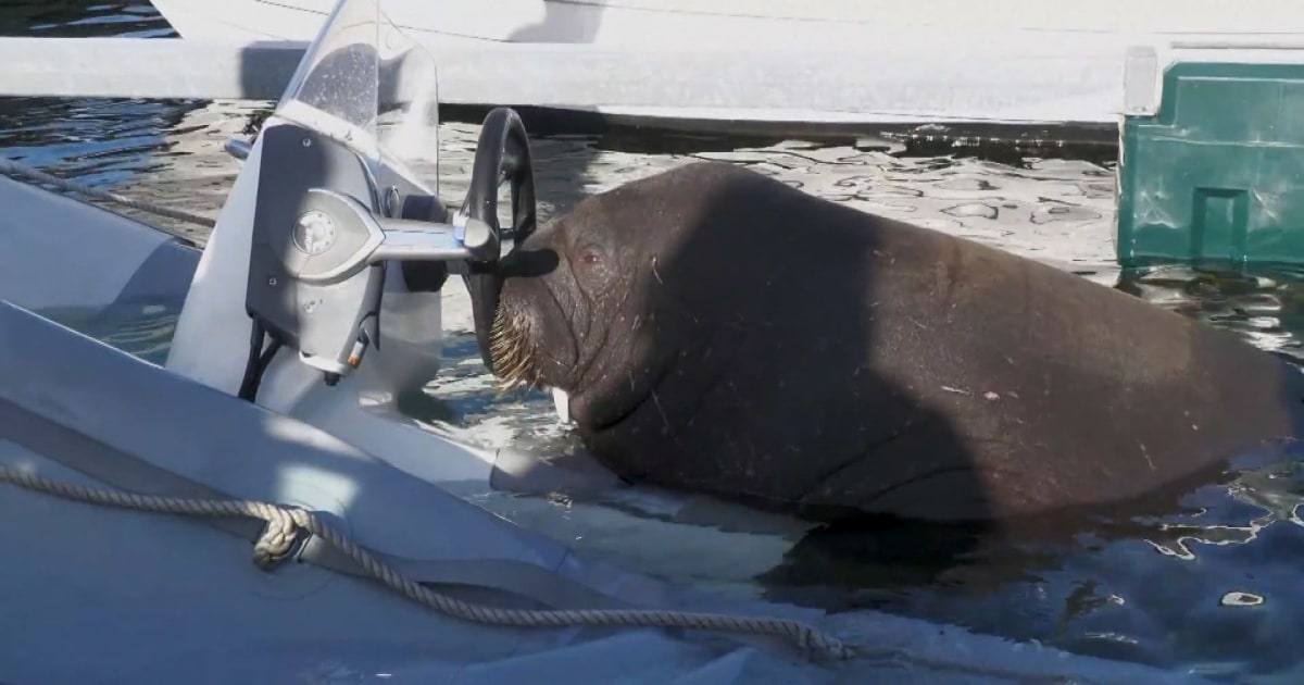 Sunbathing walrus sinks boats in Norway