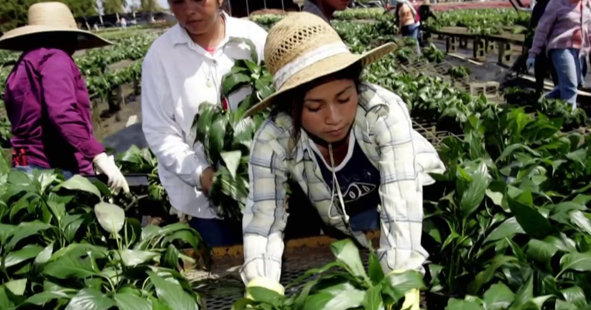 Farmworker parents in rural areas struggle to find baby formula as ...