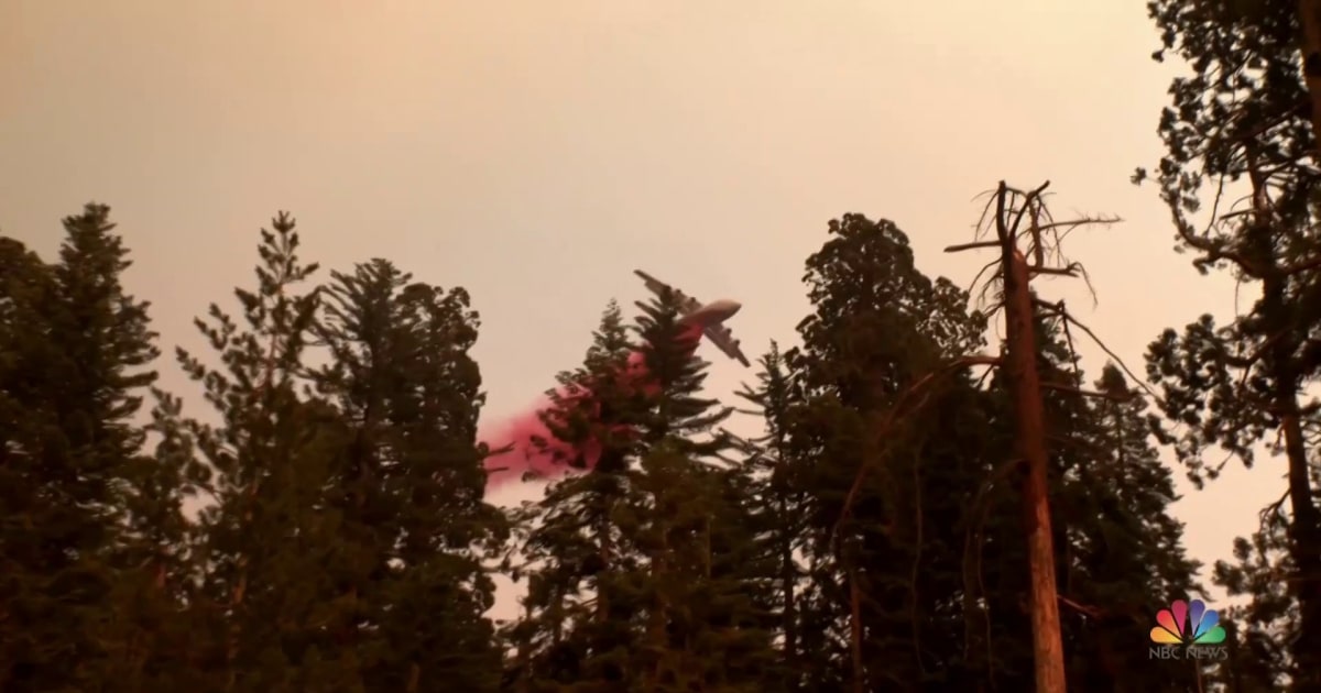 The intense fight to save Yosemite National Park Sequoias