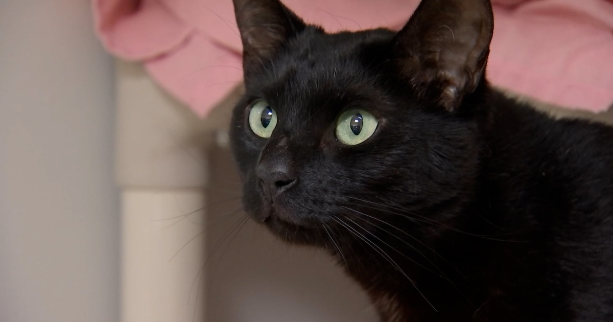 Cat found at Boston airport after being lost three weeks ago