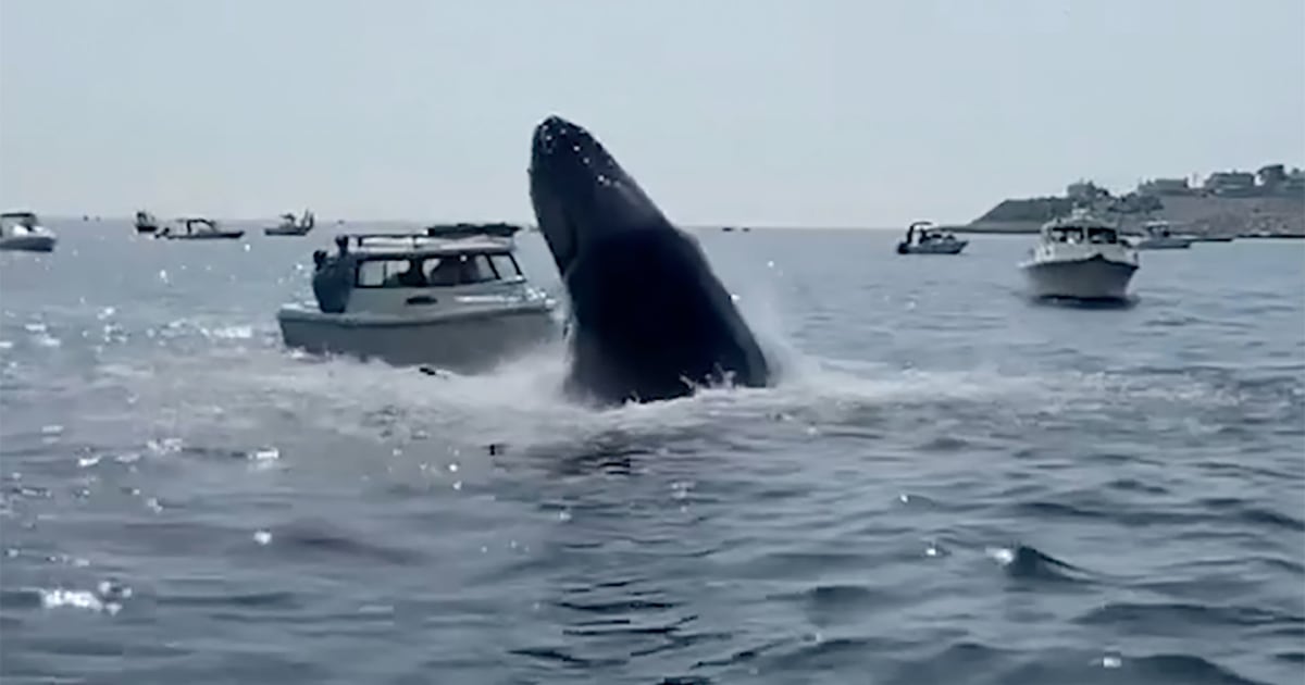 Watch Video shows moment whale surfaces, lands on small boat