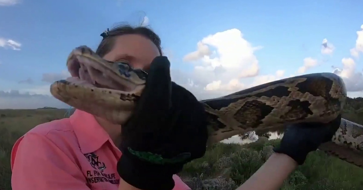 Florida hosts annual python hunting competition