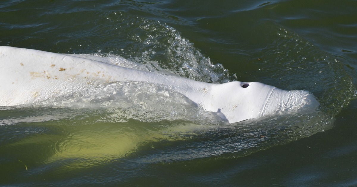 Beluga whale refuses food after straying into France's Seine River