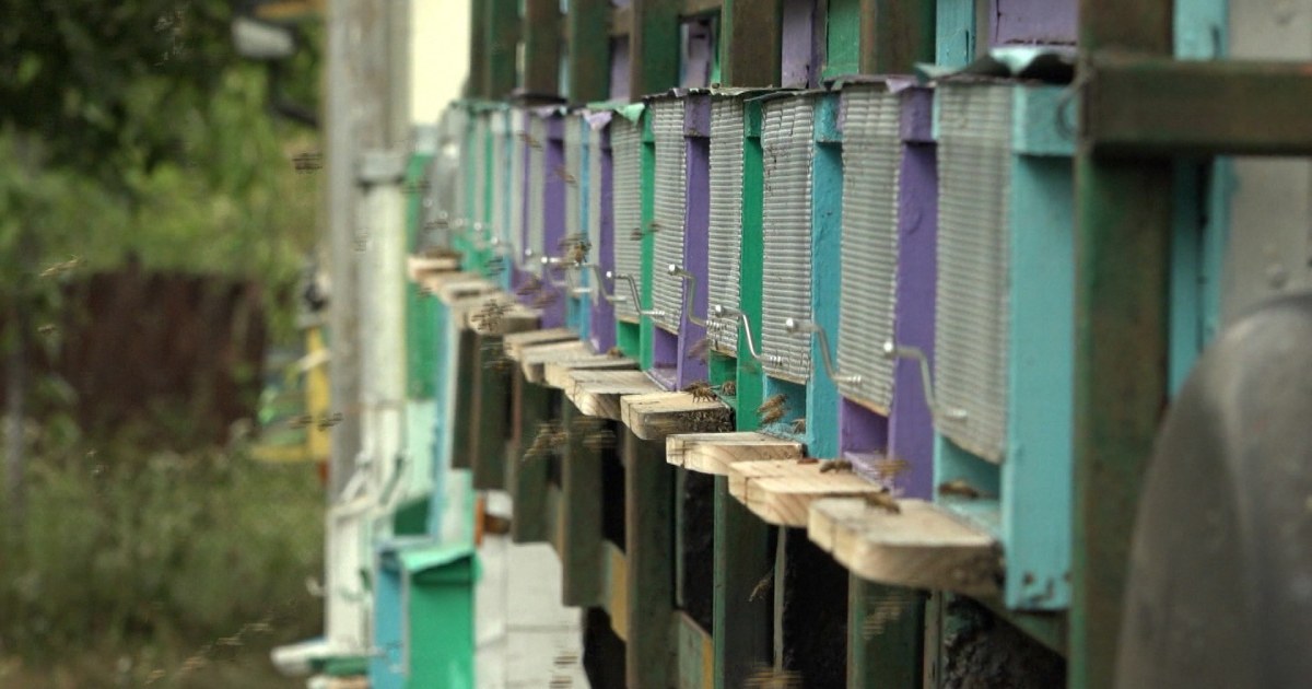 Les sécheresses en Roumanie entraînent une diminution de la population d’abeilles et de la production de miel