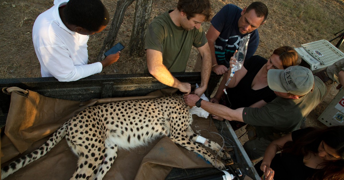 South Africa sends cheetahs to India, Mozambique to grow dwindling population