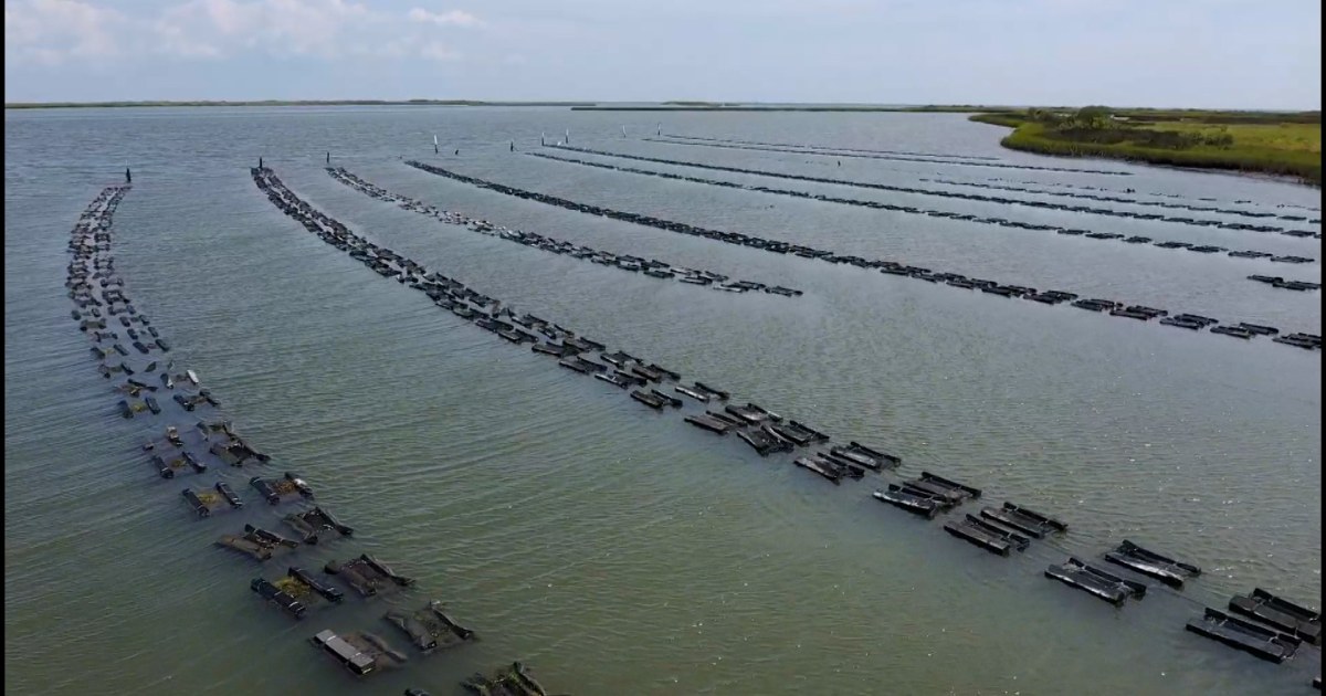Restoring America's Oyster Population (Part 1)