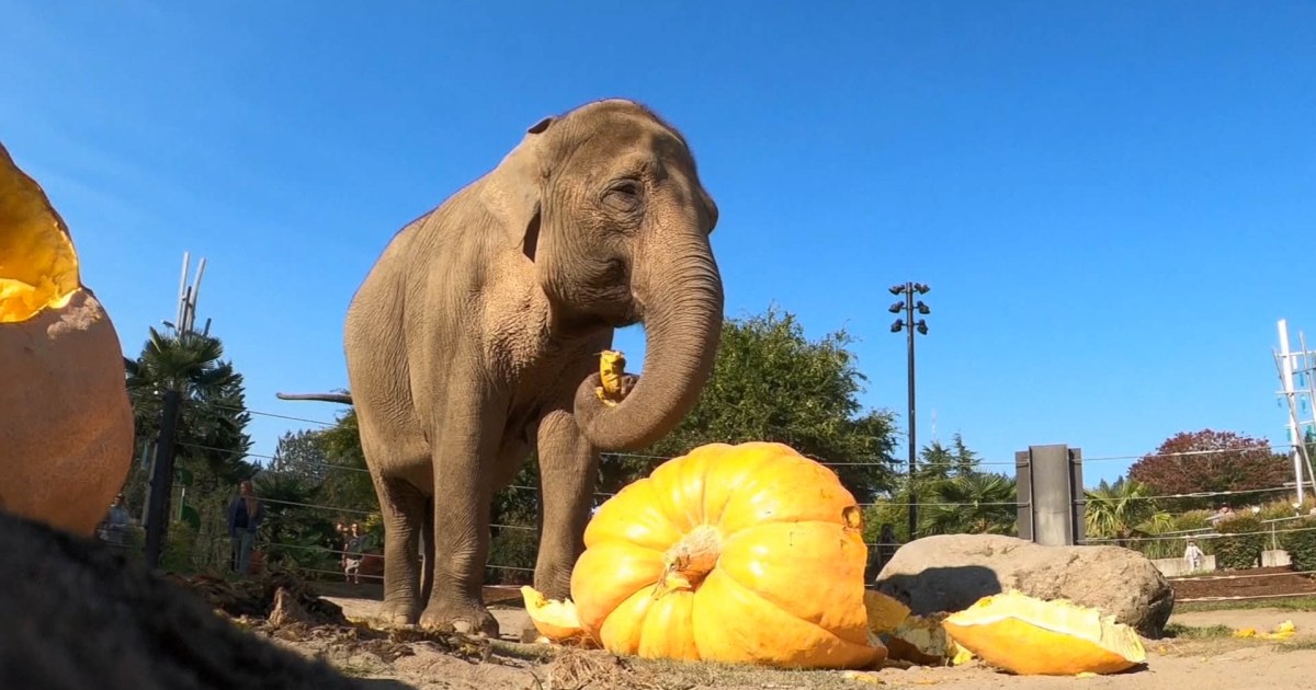 oregon zoo elephants smashing pumpkins