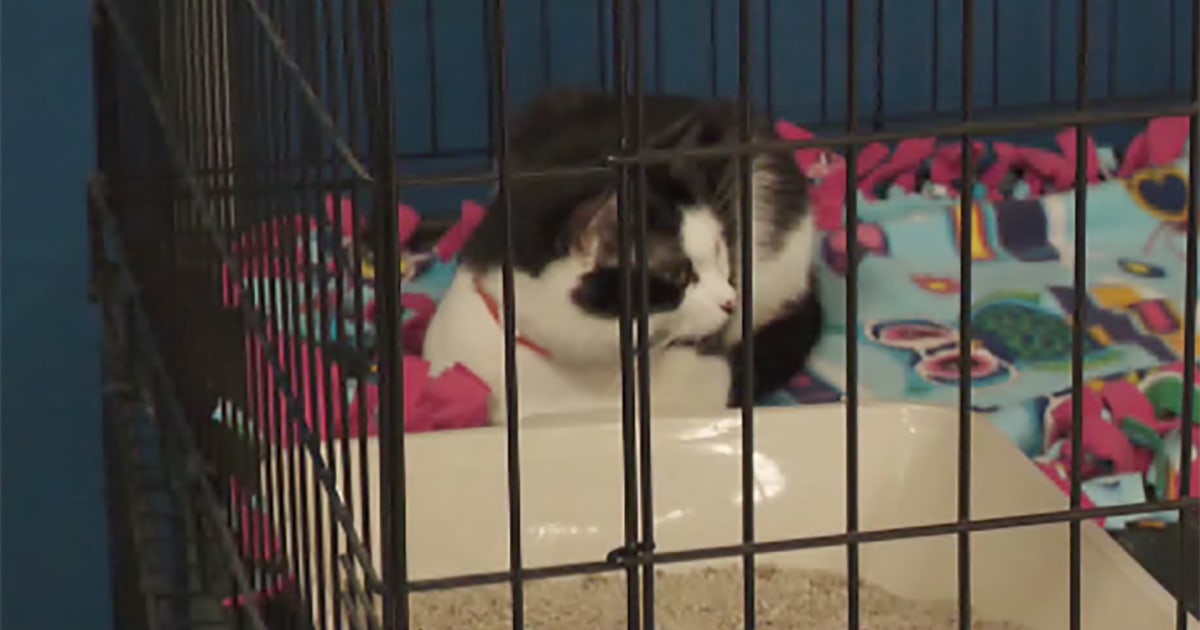 Volunteers look for homes for 200 cats found in Connecticut home in June