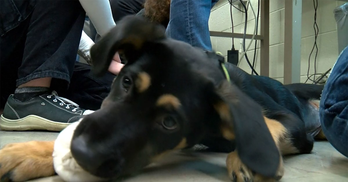 Wisconsin high school students work to create prosthetic paw for ...