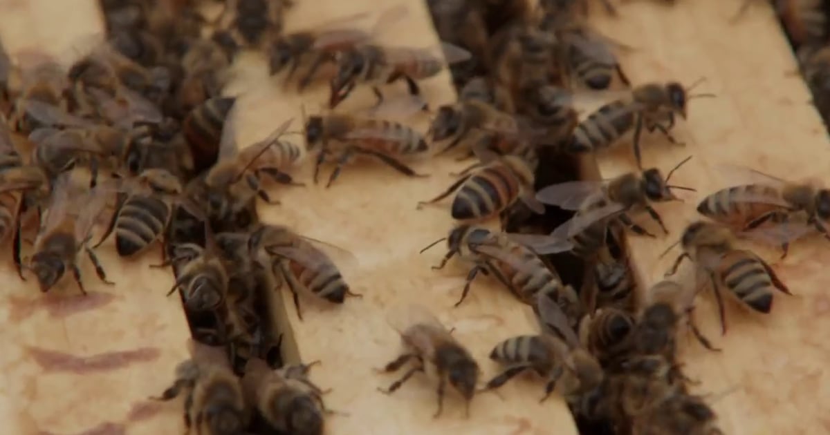 New bad news about honeybees